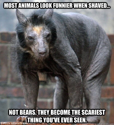 most animals look funnier when shaved... Not bears. They become the scariest thing you've ever seen.  Scared