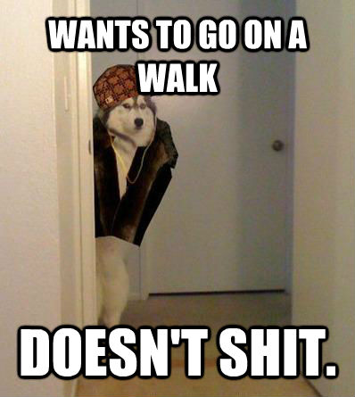 WANTS TO GO ON A WALK DOESN'T SHIT.   Scumbag dog