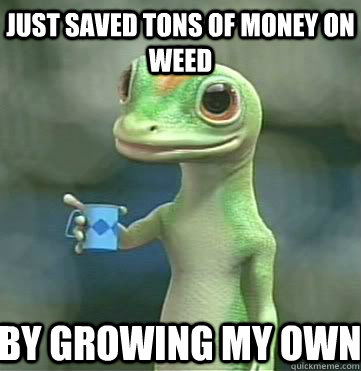 Just saved tons of money on weed By growing my own - Just saved tons of money on weed By growing my own  Geico
