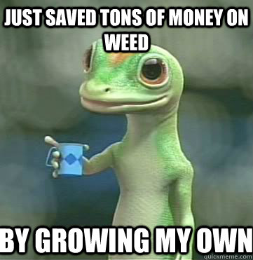 Just saved tons of money on weed By growing my own  Geico