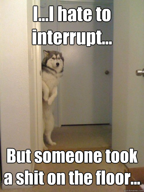 I...I hate to interrupt... But someone took a shit on the floor... - I...I hate to interrupt... But someone took a shit on the floor...  awkward husky