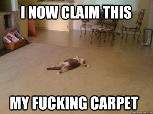 I Now claim this my fucking carpet  Down Cat