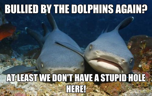 Bullied by the dolphins again? At least we don't have a stupid hole here!  Compassionate Shark Friend