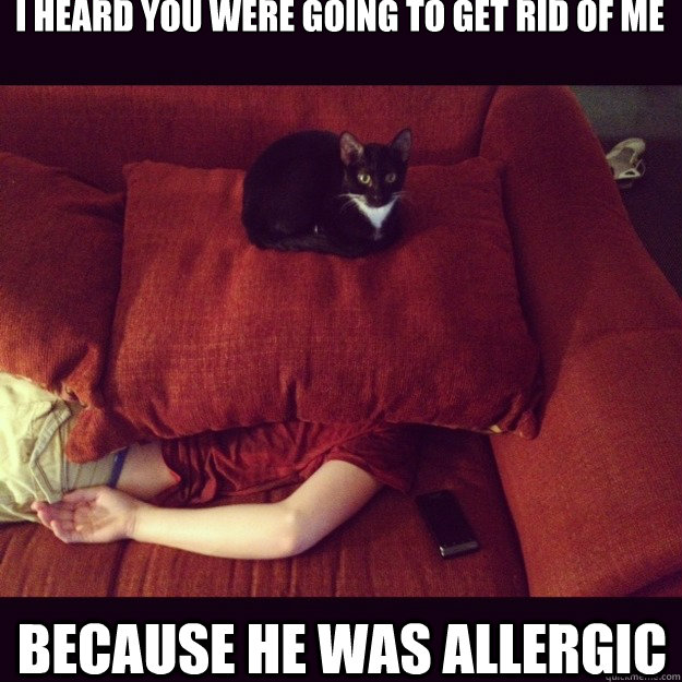 I heard you were going to get rid of me because he was allergic   jealous cat
