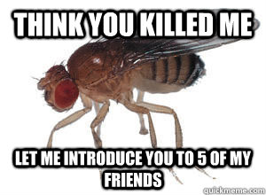 think you killed me let me introduce you to 5 of my friends - think you killed me let me introduce you to 5 of my friends  Scumbag fruit fly