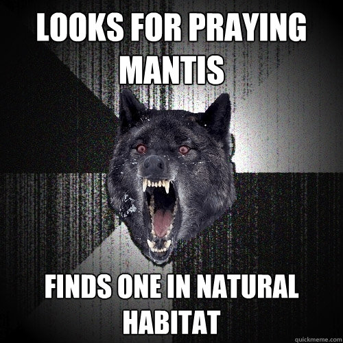 looks for praying mantis FINDS ONE IN NATURAL HABITAT  Insanity Wolf
