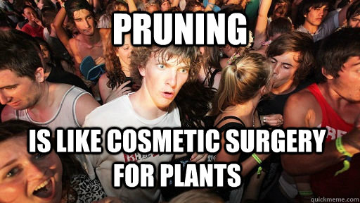 Pruning is like cosmetic surgery for plants  - Pruning is like cosmetic surgery for plants   Sudden Clarity Clarence