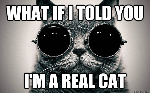 What if i told you I'm a real cat  Morpheus Cat Facts