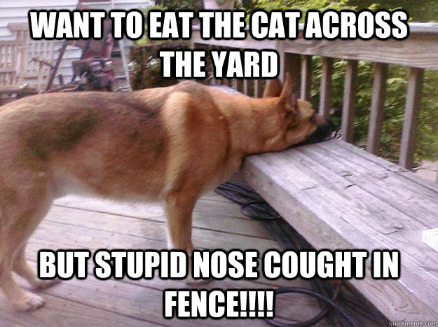 want to eat the cat across the yard BUT STUPID NOSE COUGHT IN FENCE!!!! - want to eat the cat across the yard BUT STUPID NOSE COUGHT IN FENCE!!!!  First World Dog problems