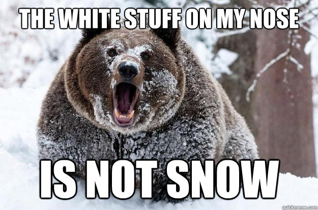 the white stuff on my nose is not snow  Dubstep Bear