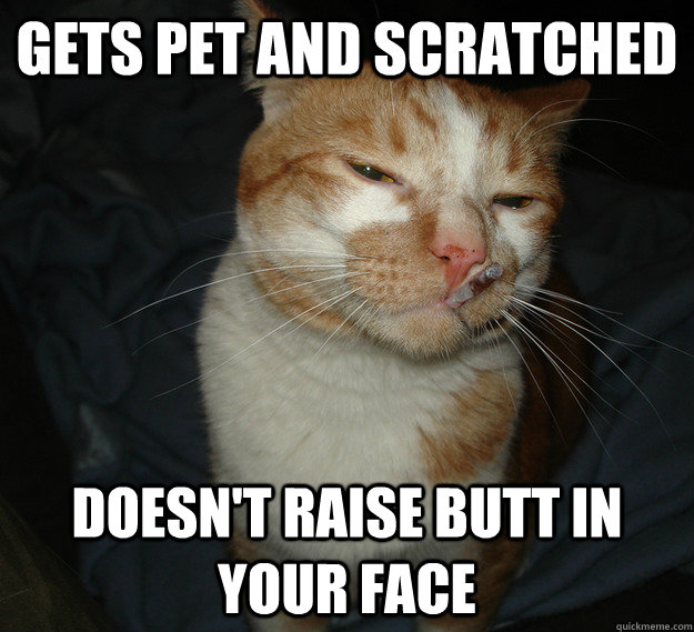 Gets pet and scratched doesn't raise butt in your face  Cool Cat Craig
