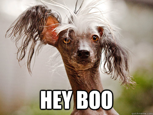 Hey Boo - Hairless Dog - quickmeme