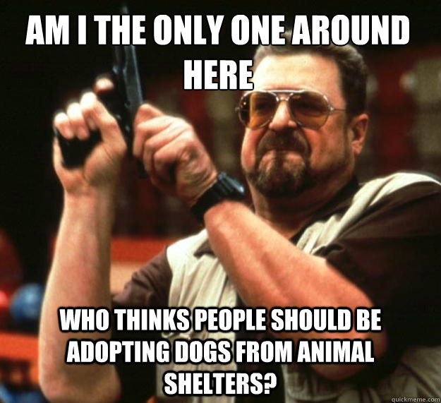 Am I the only one around here Who thinks people should be adopting dogs from animal shelters?  Walter