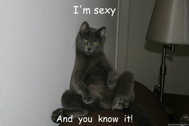 I'm sexy And you know it! - sexy cat - quickmeme.