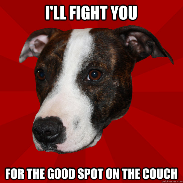 I'll fight you for the good spot on the couch  Vicious Pitbull Meme