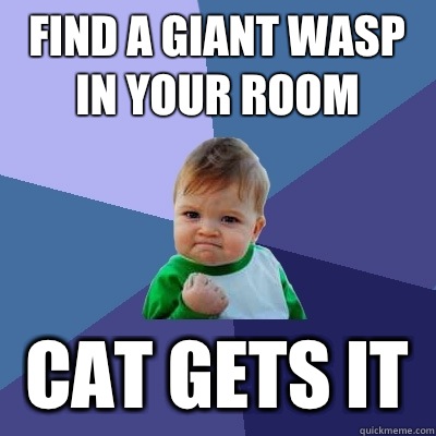Find a Giant wasp in your room Cat gets it  Success Kid