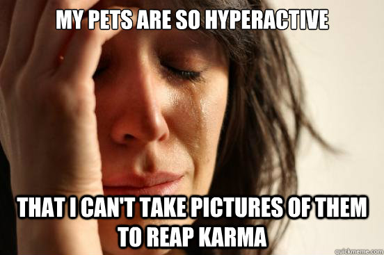 My pets are so hyperactive that I can't take pictures of them to reap karma  First World Problems