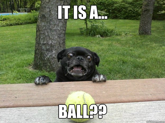 It is a... BALL?? - It is a... BALL??  Berks Dog