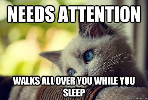 Needs attention Walks all over you while you sleep  First World Problems Cat