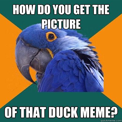How do you get the picture of that duck meme?  Paranoid Parrot
