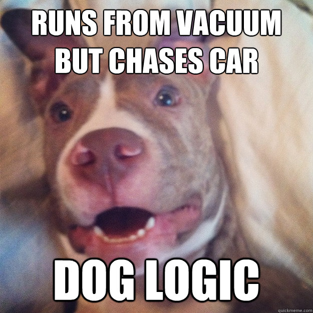 runs from vacuum
but chases car dog logic  The Annoying Dog