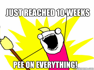 Just reached 10 weeks PEE ON EVERYTHING! - Just reached 10 weeks PEE ON EVERYTHING!  All The Things