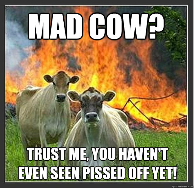 Mad cow? trust me, you haven't even seen pissed off yet!  Evil cows