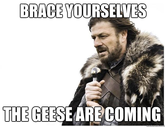 Brace yourselves The geese are coming  Imminent Ned
