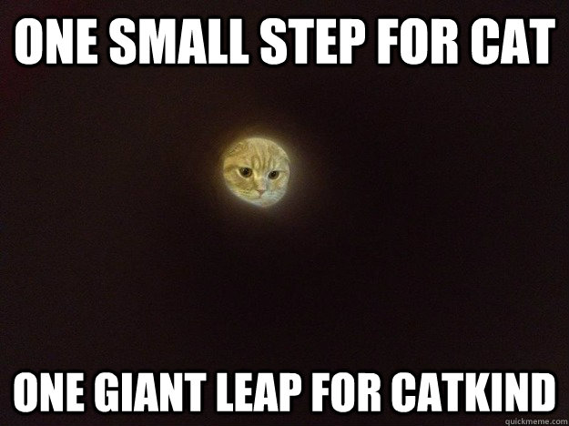 One small step for cat one giant leap for catkind  