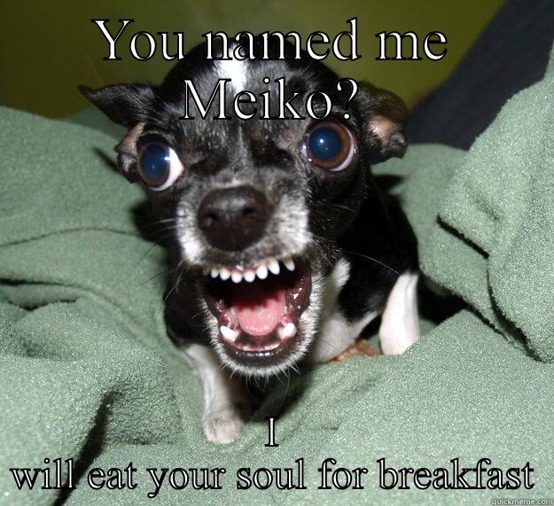 Lovely dog - YOU NAMED ME MEIKO? I WILL EAT YOUR SOUL FOR BREAKFAST Chihuahua Logic