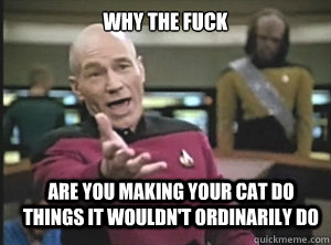 why the fuck Are you making your cat do things it wouldn't ordinarily do  Annoyed Picard