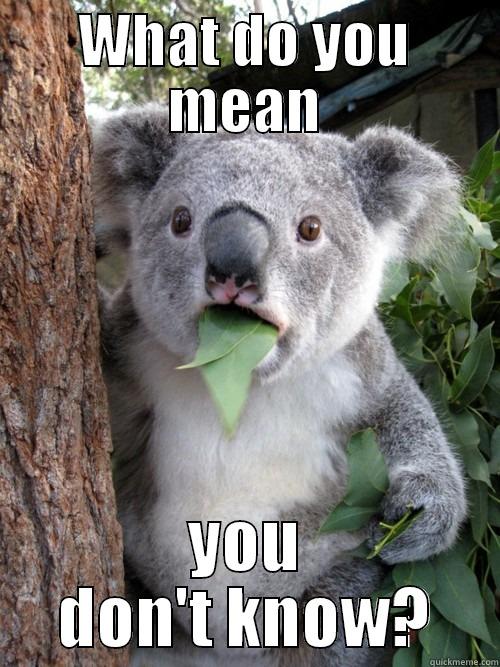 The Doctor can't tell me what year it is - WHAT DO YOU MEAN YOU DON'T KNOW? koala bear