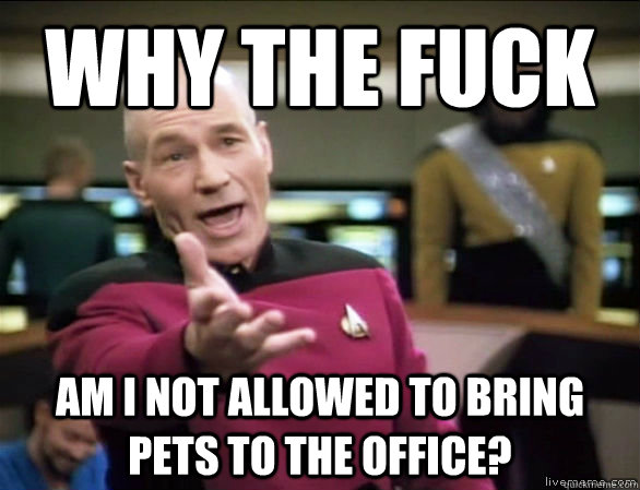 why the fuck Am I not allowed to bring pets to the office?  Annoyed Picard HD