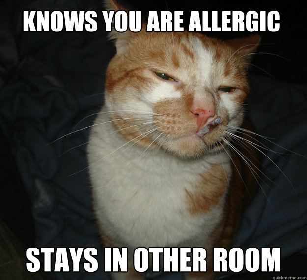 Knows you are allergic stays in other room  Cool Cat Craig
