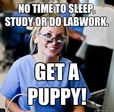 No time to sleep, study or do labwork. Get a puppy! - No time to sleep, study or do labwork. Get a puppy!  overworked dental student