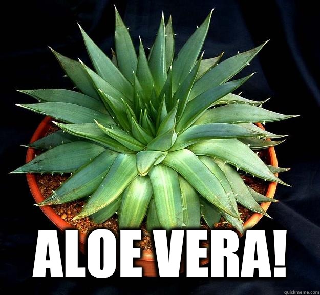  Aloe Vera!  