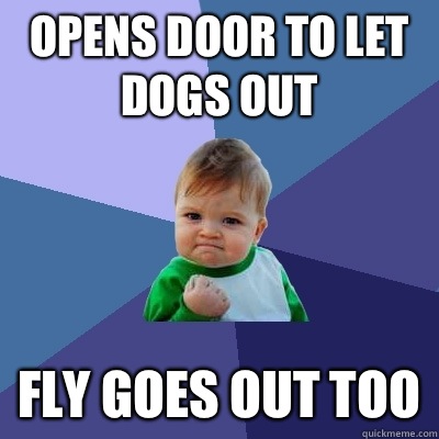 Opens door to let dogs out Fly goes out too - Opens door to let dogs out Fly goes out too  Success Kid