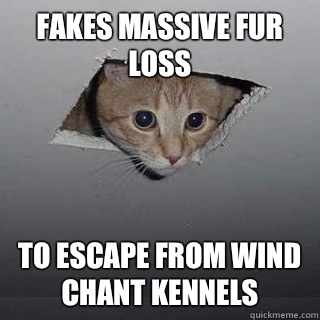 Fakes massive fur loss To escape from wind chant kennels  Ceiling Cat