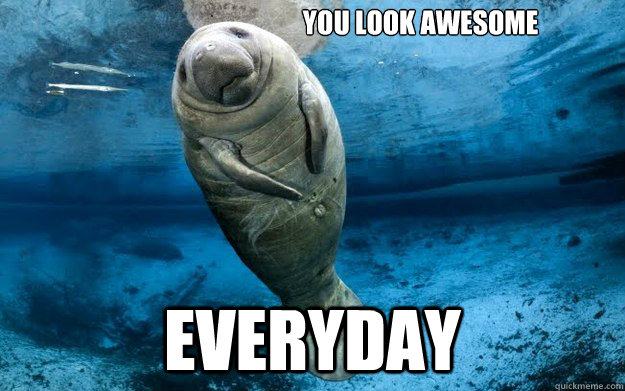 You look awesome everyday  calming manatee