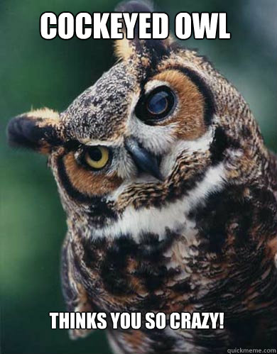 Cockeyed Owl Thinks you so crazy! - Cockeyed Owl Thinks you so crazy!  Cock eyed owl