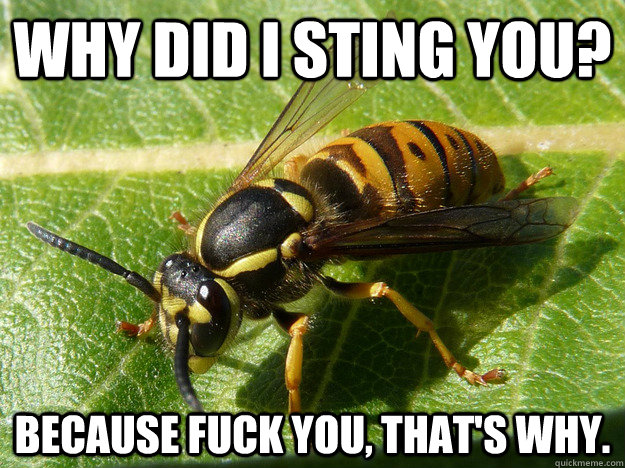 Why did i sting you? Because fuck you, that's why.  Nuisance Wasp