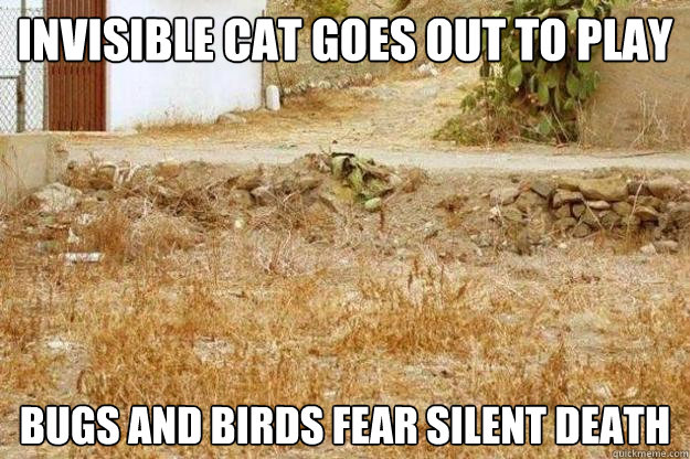 Invisible Cat goes out to play BUGS AND BIRDS FEAR SILENT DEATH  Invisible cat