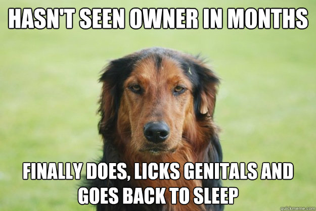 Hasn't seen owner in months Finally does, licks genitals and goes back to sleep  Careless Canine