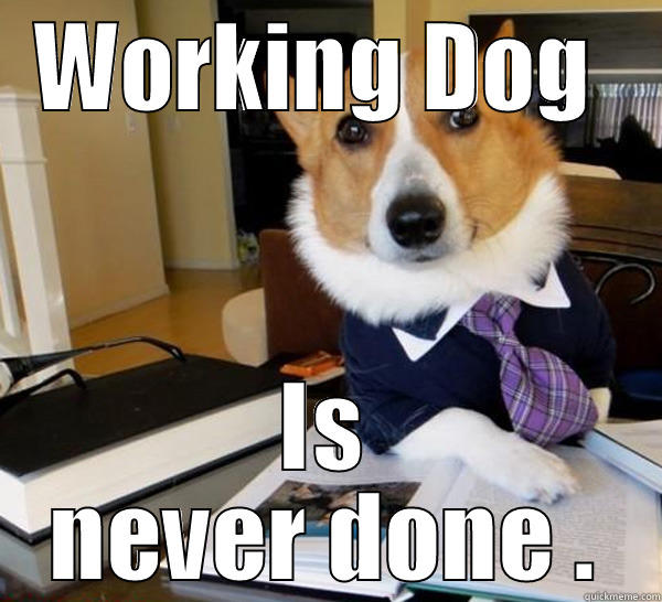 WORKING DOG  IS NEVER DONE . Lawyer Dog