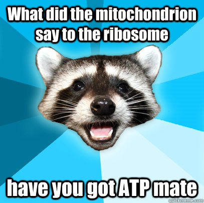 What did the mitochondrion say to the ribosome have you got ATP mate  Lame Pun Coon