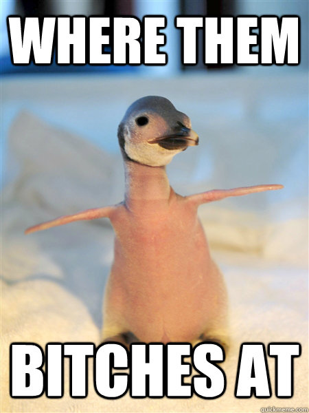 WHERE THEM BITCHES AT - WHERE THEM BITCHES AT  Awesomely Penguin