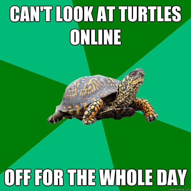 Can't look at turtles online off for the whole day  Torrenting Turtle