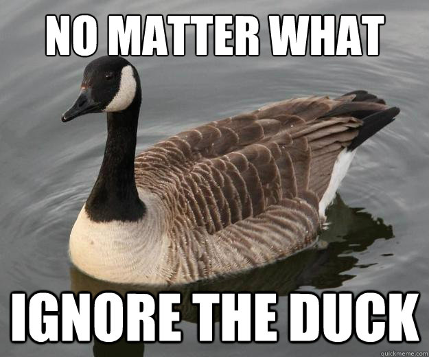 No matter what Ignore the duck  Actual Advice Canadian Goose