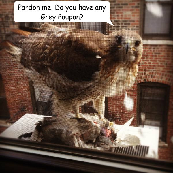 Pardon me. Do you have any Grey Poupon? - Pardon me. Do you have any Grey Poupon?  Polite Hawk Eats Pigeon