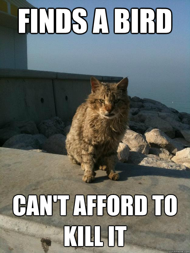 finds a bird can't afford to kill it  Bitter Cat